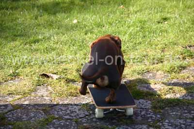 Skater-Dackel