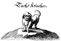 Tachs Kriecher