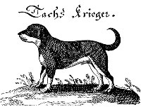 Tachs Krieger