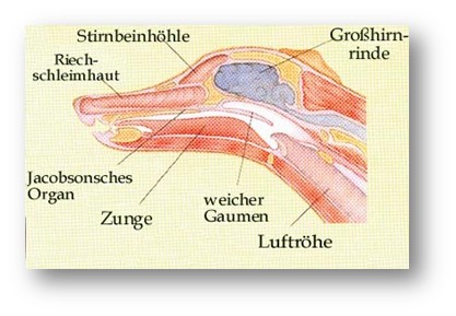 Geruchssinn Des Hundes